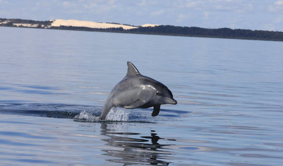 AIRBORNE: An Indo-Pacific bottlenose dolphin gets airborne in Moreton Bay just north of Peel Island off Cleveland.