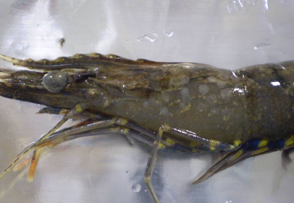 DISEASE STRIKES: A prawn infected with the white spot disease. The Logan River is closed to the fishing of all crustaceans.
