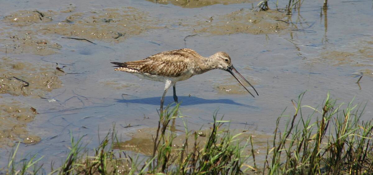 The endangered bar-tailed godwit. Photo: Brian Furby.