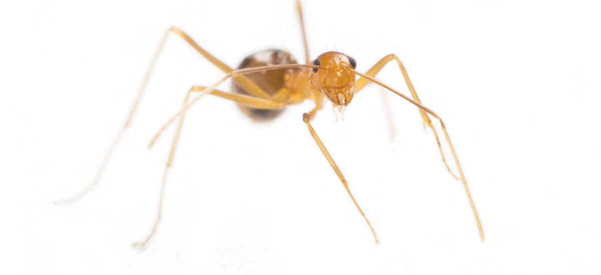 CRAZY: The yellow crazy ant is found in north Queensland.