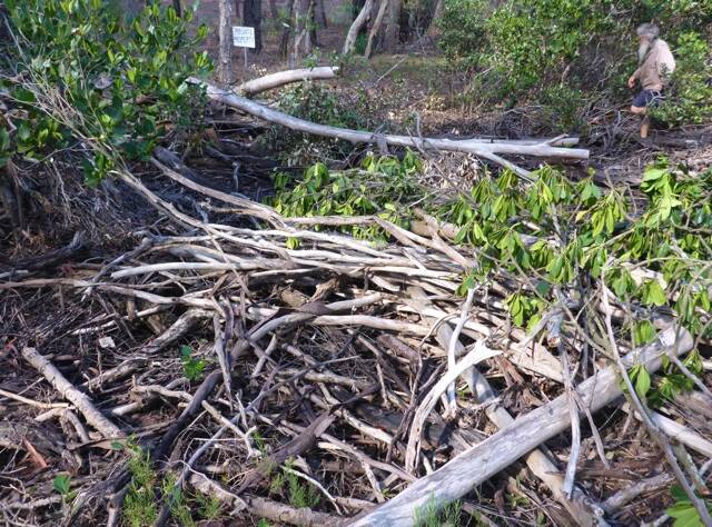 ILLEGAL CLEARING: Some of the mangroves cut down in a large area on Russell Island.