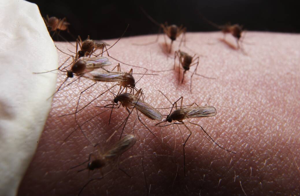 MOSSIES: Monitoring of mosquitoes will be stepped up in Redlands after rainfall.