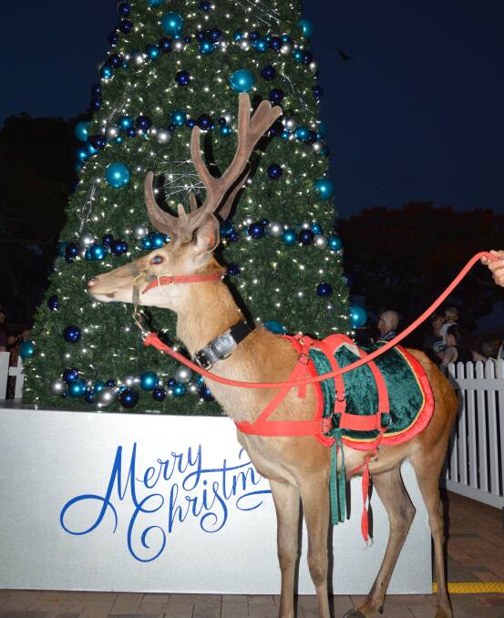 COUNTDOWN: The Christmas tree will be lit at 7pm on Friday, December 1. Real reindeers will visit with Santa on the night from 6pm. Photo: Redland City Council