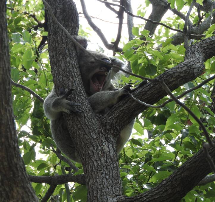 TREE DWELLER: A koala in a tree near the development site.