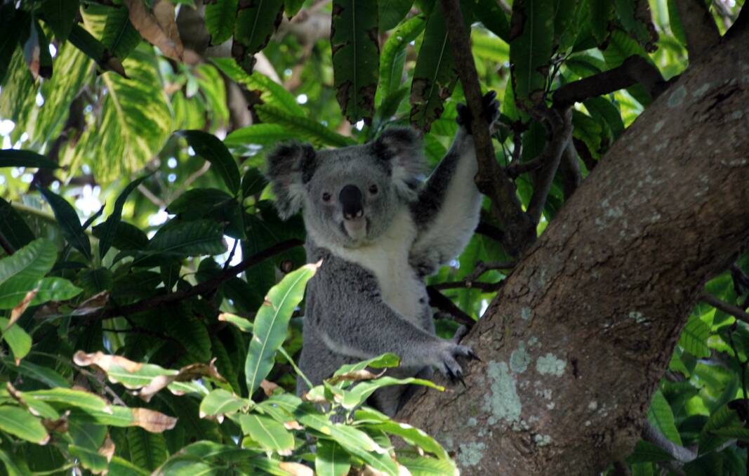 icon dying out: Scientists warn that at the rate of their decline, Redland koalas may not survive.