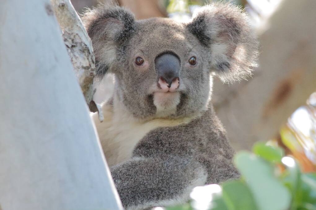 PLEASE SAVE ME: A koala photographed in the Toondah Harbour area.