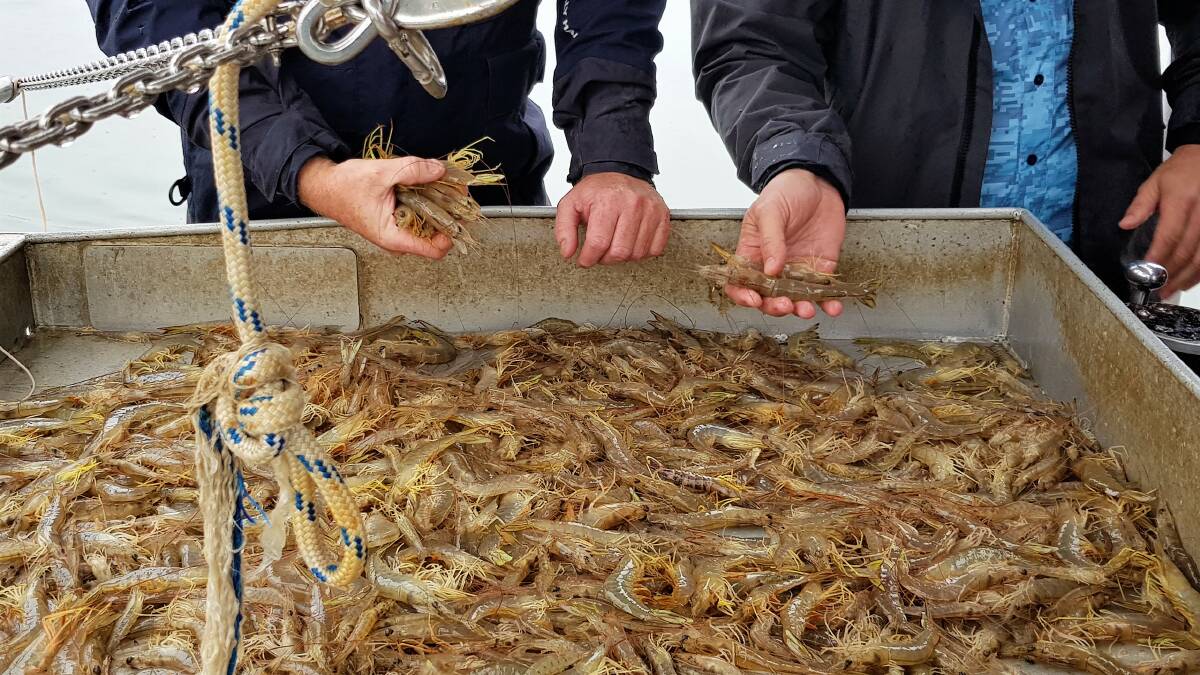 DISEASE SEARCH: Banana prawns on the sorting tray of a Brisbane River trawler. Photo: Fisheries Department.