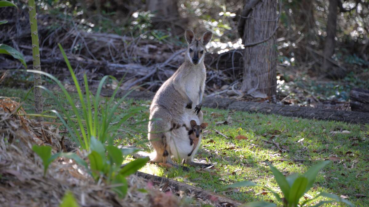 WALLABY WIPE-OUT: Many red-neck wallabies like this doe and her joey are killed on Redland roads. The more roads are upgraded, the more wildlife is killed.