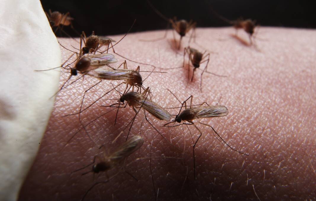 MOSSIES FOUND: Two exotic mosquito types have been found at bayside Lytton, with health authorities saying there is no cause for concern.