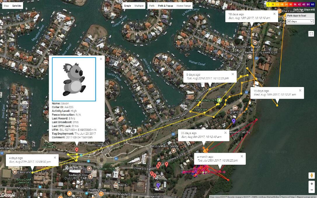 KOALA WALKS: Saxon the koala is on the move and being tracked.