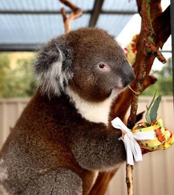 INJURED: This koala in South Australia is wearing mittens from Queensland donated by some generous people from Tamborine STAR Stitchers. Photo: Supplied