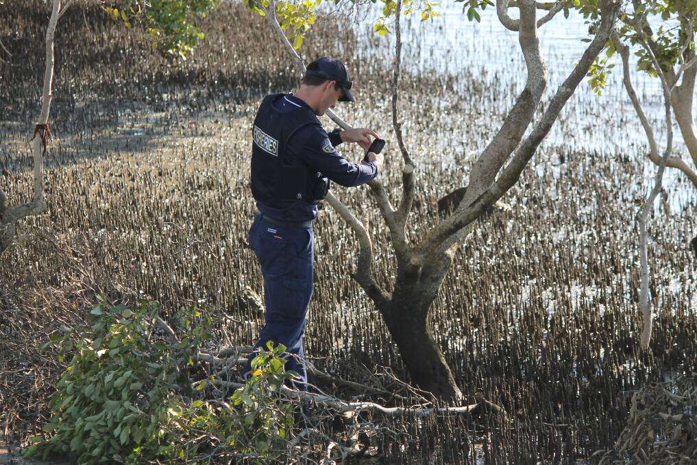 INVESTIGATION: An officer from the fisheries department investigates damage to mangroves at Birkdale. Photo: Cheryl Goodenough