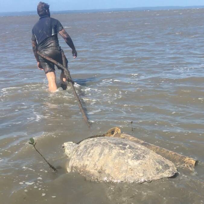 RESCUER: Daniel Vallis pulls the turtle on a fibreglass sled into Moreton Bay. Photo: Supplied
