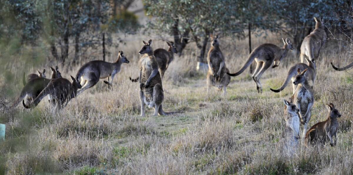 Sparring kangaroos on Straddie