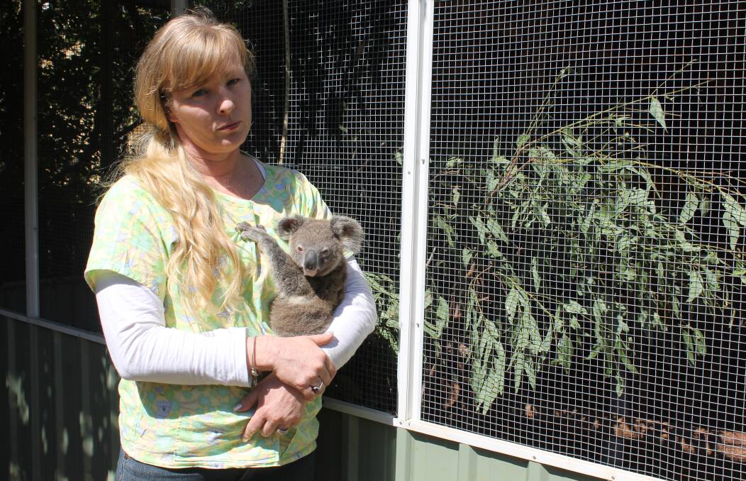 DISTRAUGHT: Wildlife carer Sam Longman is in disbelief after three koala joeys were stolen from the pictured enclosure at her Ormiston house on Thursday. Photo: Cheryl Goodenough
