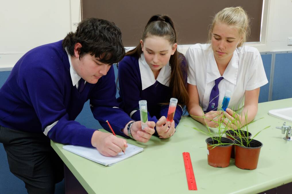 HARD AT WORK: Calvary Christian College students Liam Colwell, Grace Kanaris and Jessica Cerezo run experiments as part of the Department of Agriculture's Hermitage Plant Science Competition.