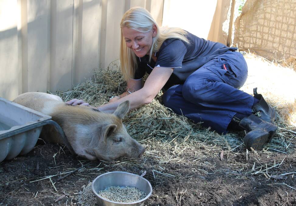 FOUND: Redland Animal Shelter co-ordinator Michelle Burridge plays with a pig that was found at Thornlands on Saturday. Photo: Cheryl Goodenough