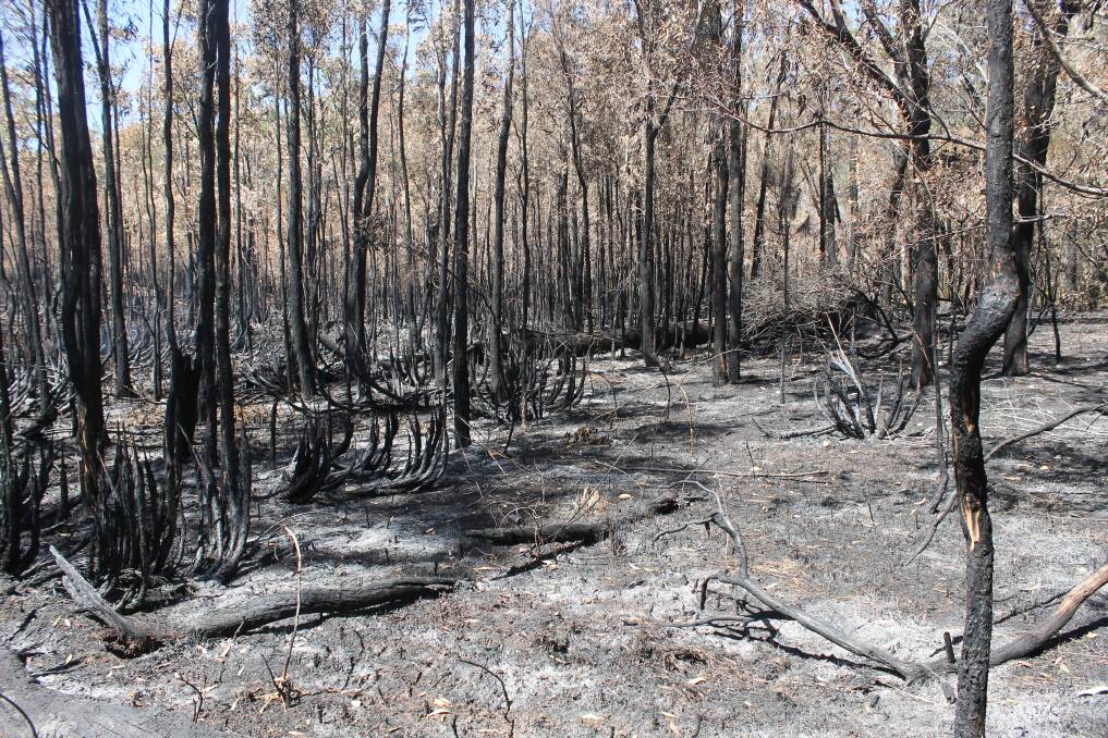 BURNT: Bushland on Russell Island after a fire swept through earlier this year. Photo: Cheryl Goodenough