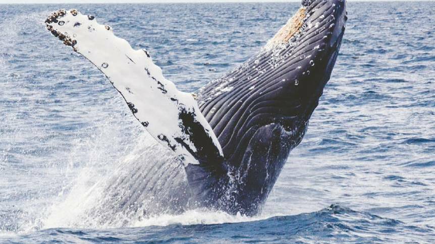 Boaties must keep watch for whales