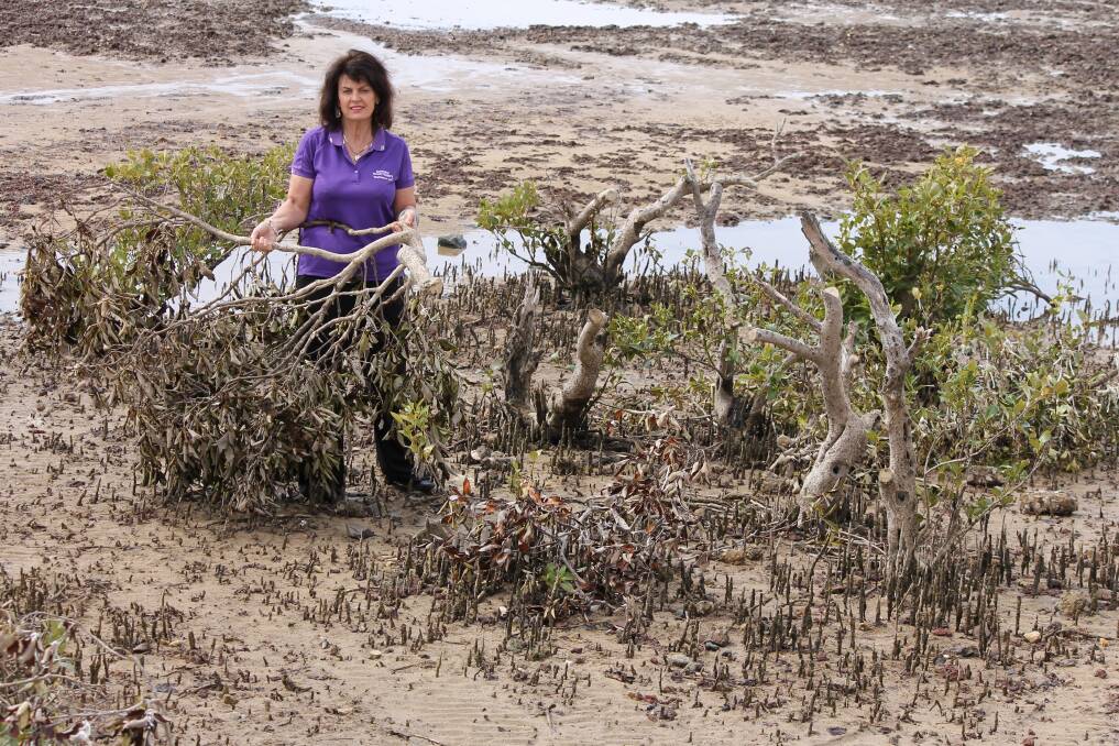 SENSELESS DESTRUCTION: Councillor Wendy Boglary among some of the mangroves that have been destroyed at Wellington Point. Photo: Cheryl Goodenough 