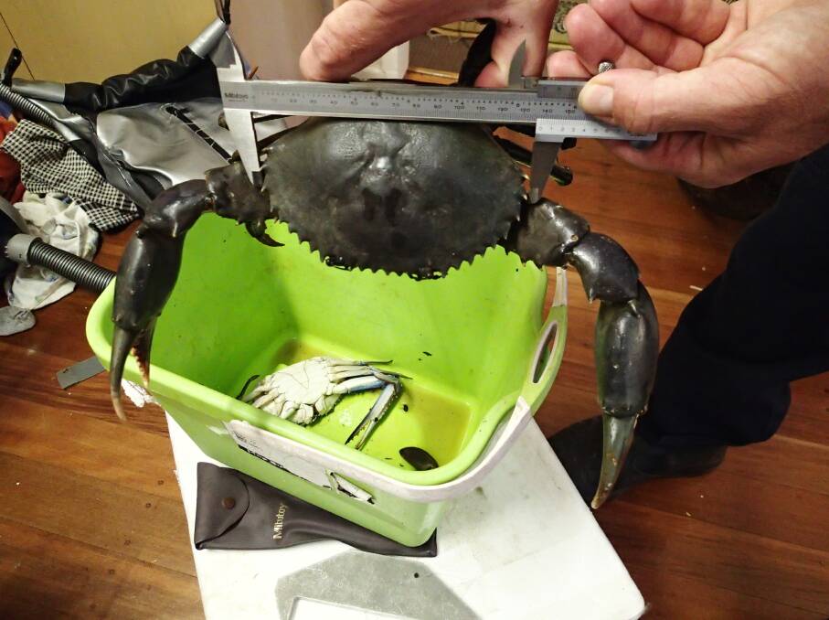 Undersized: One of the crabs recovered at the house of an Ormiston man, who was convicted and fined. Photo: Fisheries Queensland