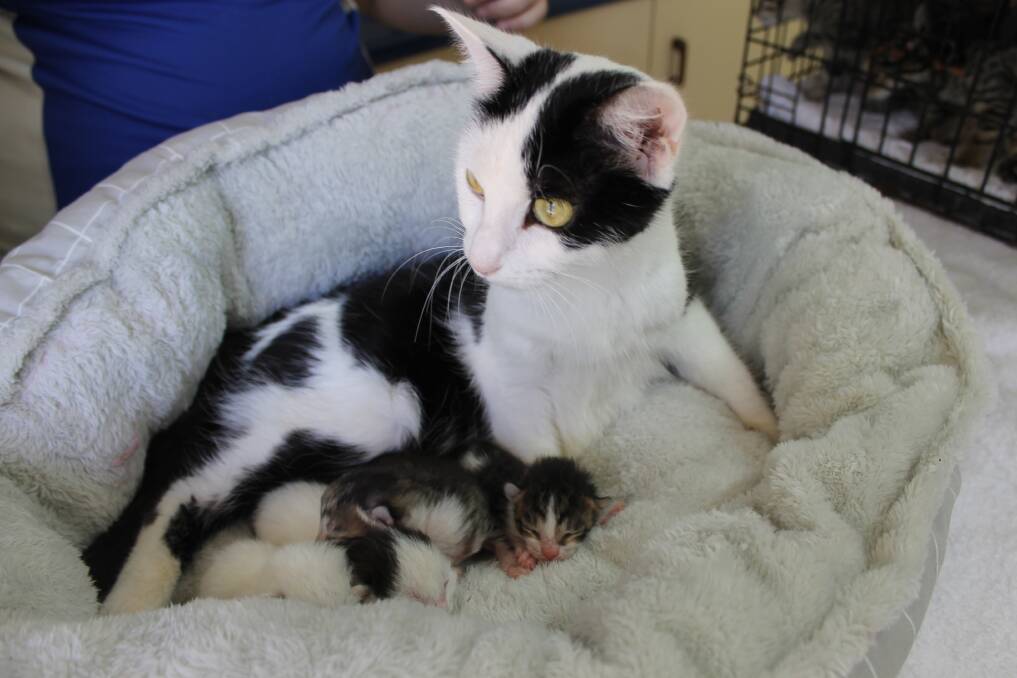 MOTHER AND BABIES: A female cat with kittens born on Sunday shortly after she was abandoned. Photo: Cheryl Goodenough