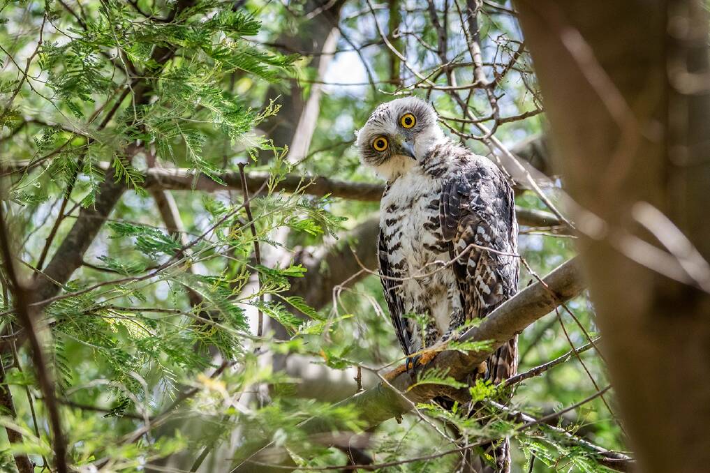 Powerful owl. Photo: Alyssa Sbisa, 2015, courtesy birdlifephotography.org.au