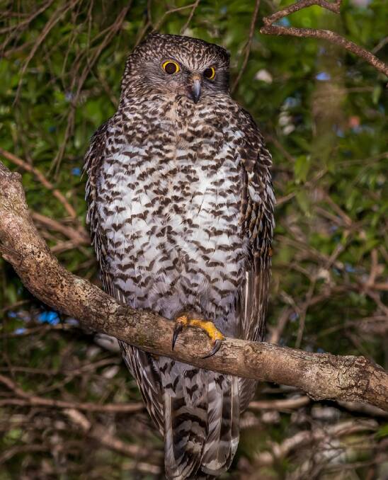 Powerful owl. Photo: Harry Charalambous, 2016, courtesy birdlifephotography.org.au