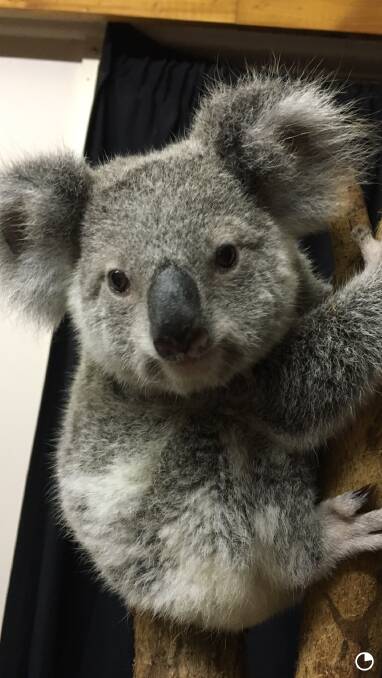 STOLEN: One of the stolen koala joeys. Photo: Supplied