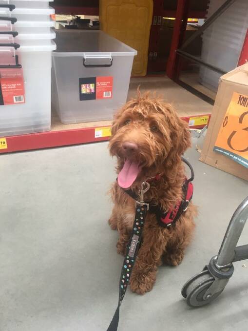 THERAPY DOG: It is hoped that a labradoodle named Happy will bring joy to Brandon Gryparis, a teenager with special needs. Photo: Supplied
