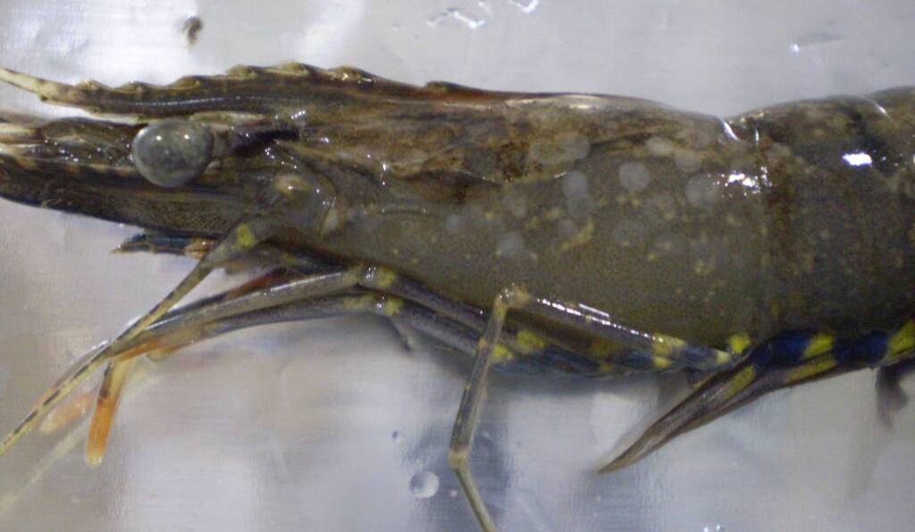 DISEASED: A prawn infected with the white spot disease. Photo: Biosecurity Queensland
