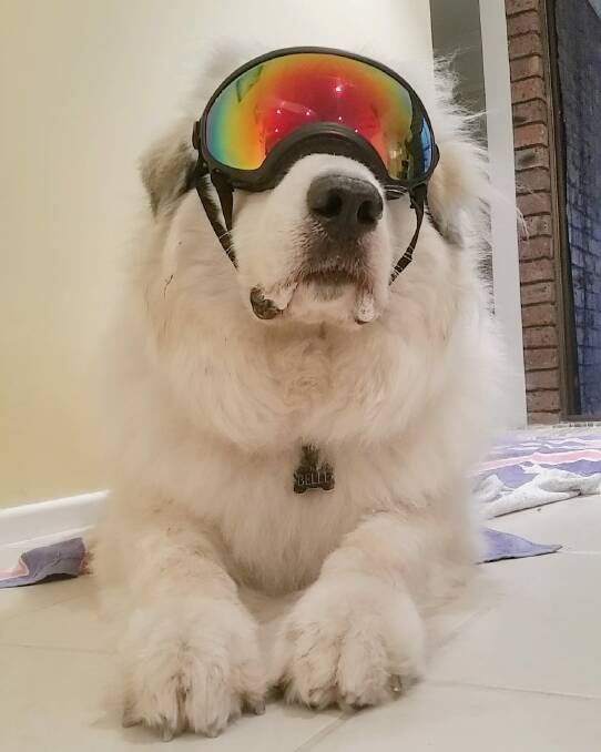 THERAPY DOG: Belle, a therapy dog whose owners live at Capalaba, shows off her goggles. Photo: Supplied