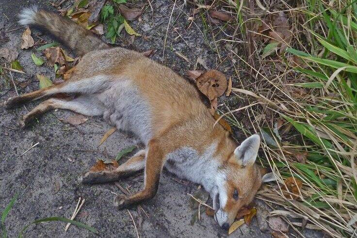 A dead fox found on East Coast Road, North Stradbroke Island, in 2013.