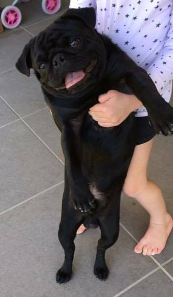 MISSING: Doug the pug has been reported stolen from a house at Mount Cotton. Photo: Supplied