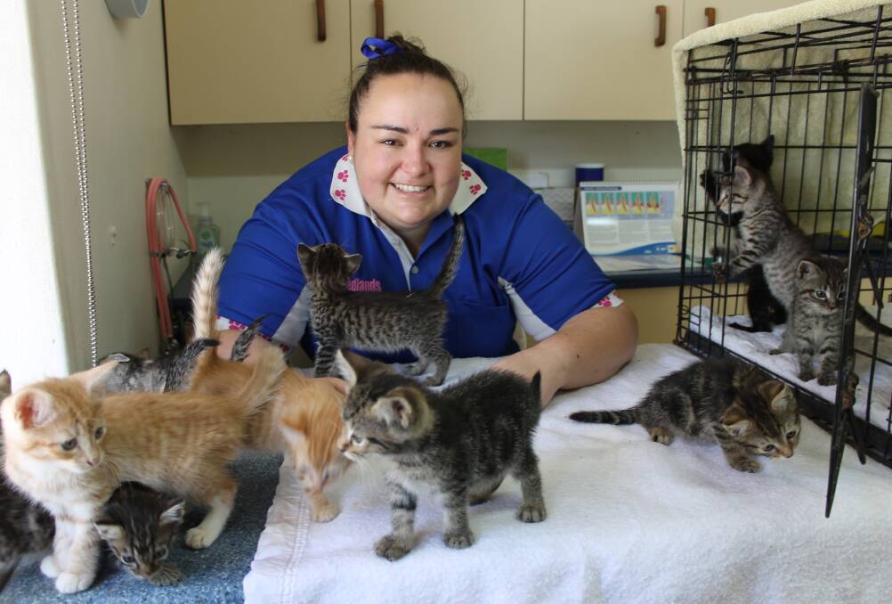 KITTENS: Veterinary surgeon Dr Katria Lovell with some of the abandoned kittens in her care. Photo: Cheryl Goodenough