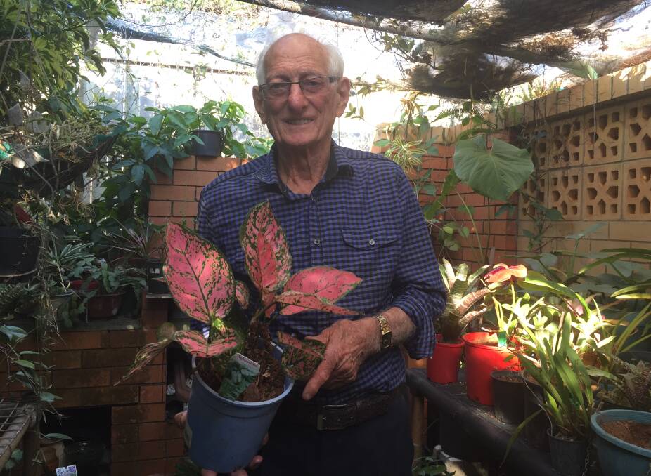 POTTING AROUND: Cleveland's Ugo Belligoi was the first person to join the Redlands Orchid Society in 1971. You can find him at the society's spring show on September 2, 2017. Photo: Cheryl Goodenough