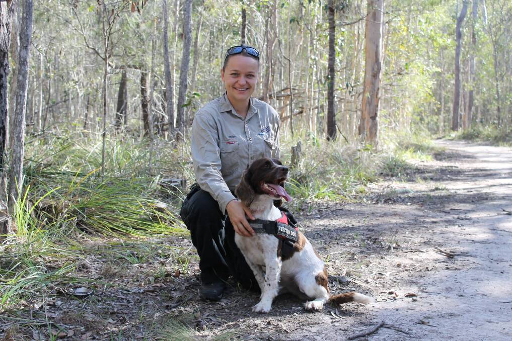 TRACKER: Ecologist Olivia Woosnam with Taz, an English springer spaniel with a nose for koala scats. Photo: Cheryl Goodenough