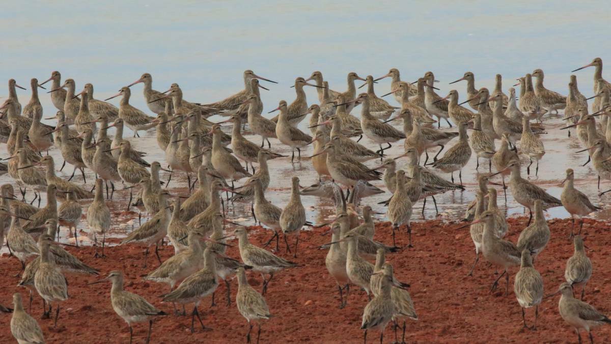 Migratory shorebirds known as Bar-tailed godwits at Oyster Point, Cleveland. Photo: Chris Walker
