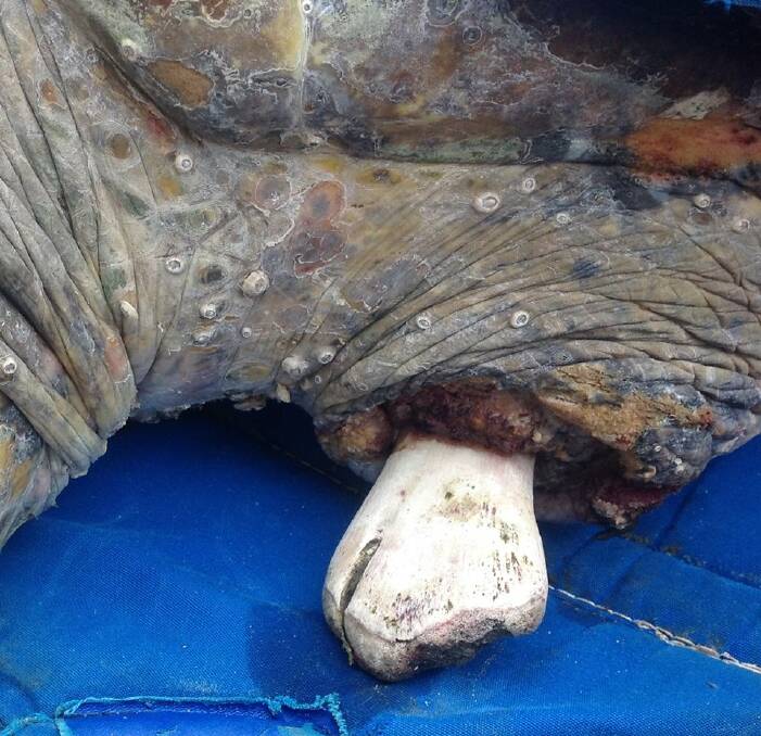 Beau’s front, left flipper bone was left exposed after her flesh was ripped away. Photo: Supplied