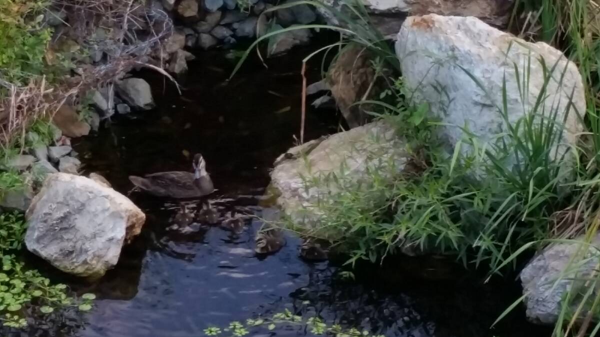 The catchment at Holland Crescent Reserve is frequented by wildlife including ducks. Photo: Milton Ludlow