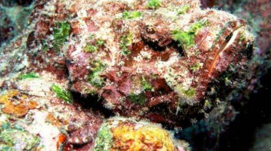 TOXIC FISH: Stonefish can appear camouflaged against rocks, making them hard to spot.