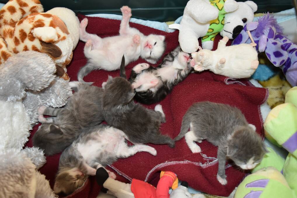 The kittens have put on about 50 grams each after being found abandoned at just eight days old. Photo: Hannah Baker