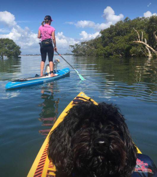 NEW TRICKS: Pups on Sups is on at Raby Bay on Saturday, December 20. Photo: Supplied