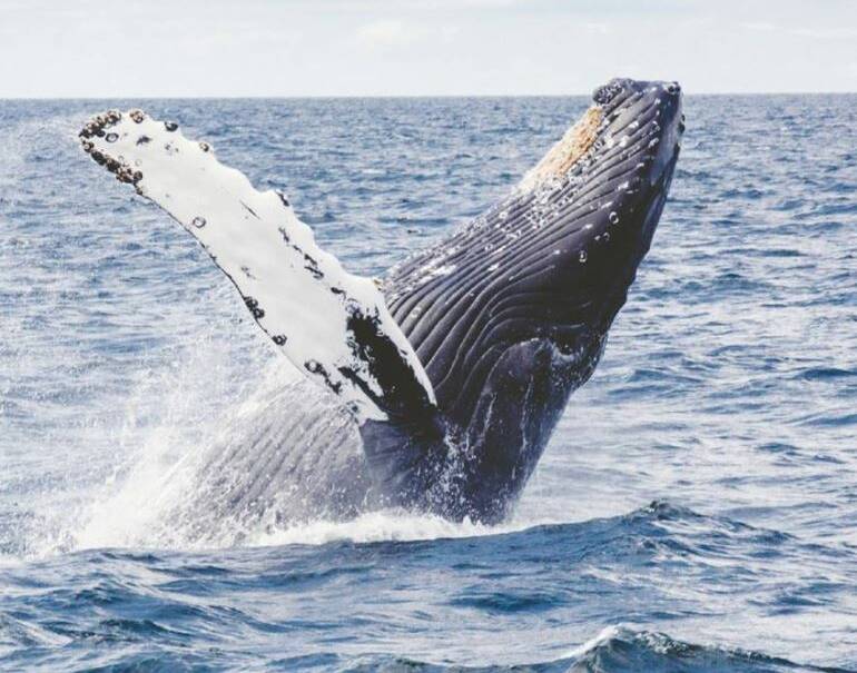WHALE STRUCK: A Queensland Parks and Wildlife Service spokesperson said the whale's species was unknown.  