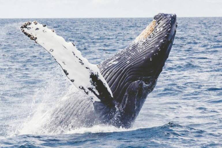 CRUISE BUSINESS: QYAC wants a whale watching exclusion zone in waters surrounding North Stradbroke Island to be amended to allow for tours. Photo: File