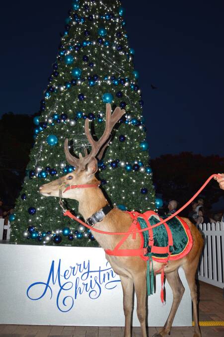 COUNTDOWN: The Christmas tree will be lit at 7pm on Friday, December 1. Real reindeers will visit with Santa on the night from 6pm. Photo: Redland City Council