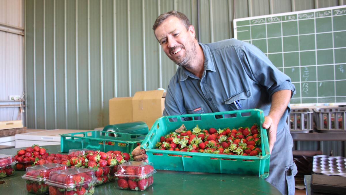 PRODUCE: Delicious tasting strawberries is what keeps Adrian Lynch doing what he loves doing best.