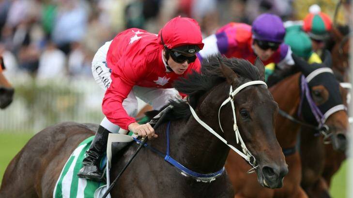 Northern exposure: I Am Zelady is running for a Queensland start at Randwick on Saturday. Photo: bradleyphotos.com.au