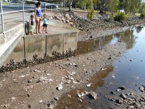 Residents are kicking up a stink about smelly fish frames dumped in Ross Creek.