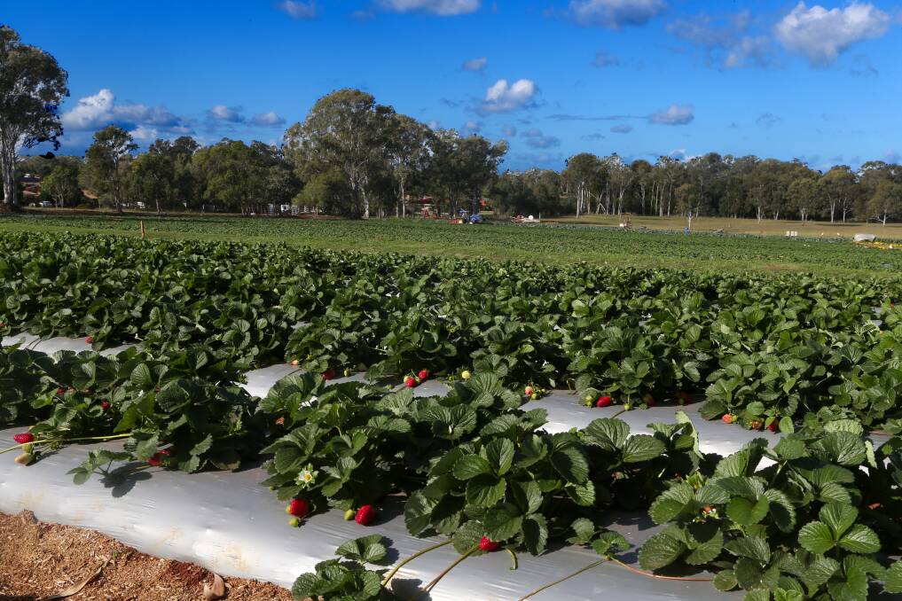 The strawberries are growing ripe and red at Wellington Point Farm. PHOTO: Stephen Archer